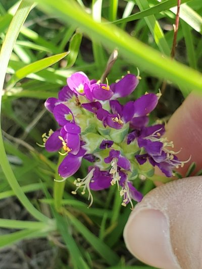 Dalea lasiathera, photographed by Jo Roberts