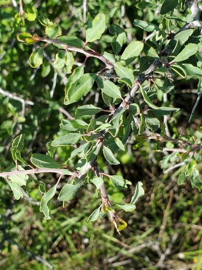 Prunus minutiflora, photographed by Jo Roberts