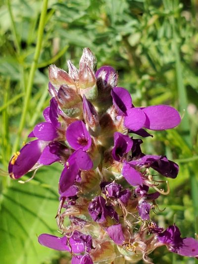 Dalea lasiathera, photographed by Jo Roberts
