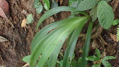 Xiphidium caeruleum, photographed by John Abrams