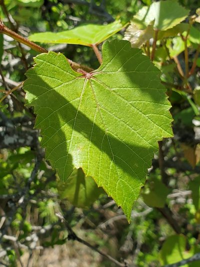 Vitis berlandieri, photographed by Jo Roberts