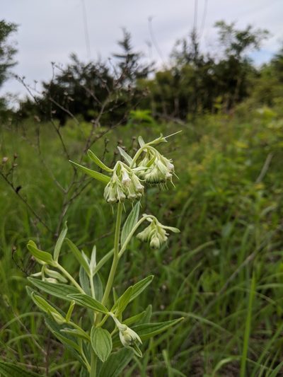 Lithospermum subsetosum, photographed by Nathan Aaron