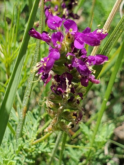 Dalea lasiathera, photographed by Jo Roberts