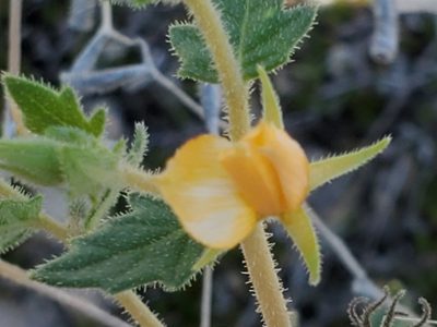 Mentzelia oligosperma, photographed by Jo Roberts