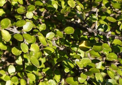 Coprosma wallii, photographed by Alice Shanks