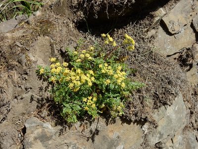 Lomatium hallii, photographed by Ed Alverson