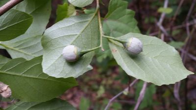 Styrax americanus, photographed by Jay Horn
