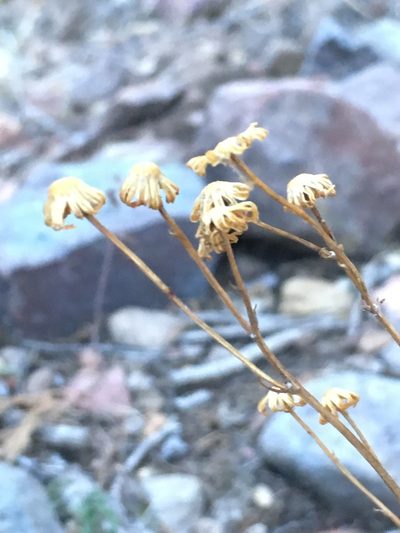 Packera millelobata, photographed by Robbie Hannawacker