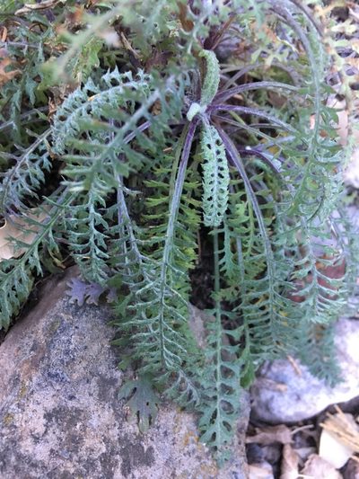Packera millelobata, photographed by Robbie Hannawacker