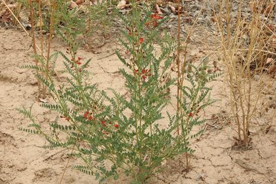 Sphaerophysa salsula, photographed by Ben Meredyk