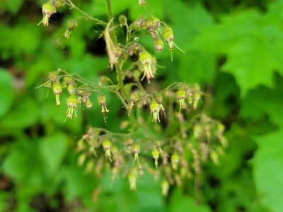 Heuchera americana, photographed by Elias