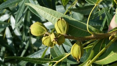 Carya aquatica, photographed by Jay Horn