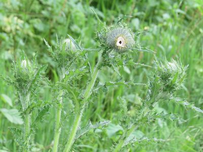 Cirsium brevistylum, photographed by Garth Harwood