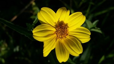 Bidens mitis, photographed by Jay Horn
