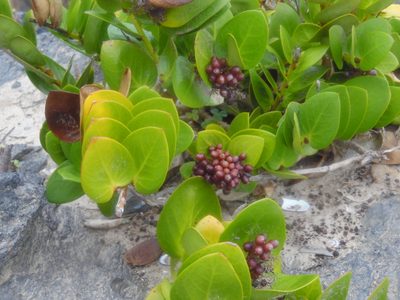 Griselinia scandens, photographed by Duban Espinoza