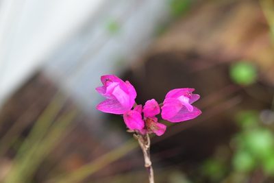 Domingoa purpurea, photographed by Neptalí Ramírez Marcial