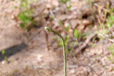 Xerophyllum asphodeloides, photographed by Bonnie Semmling