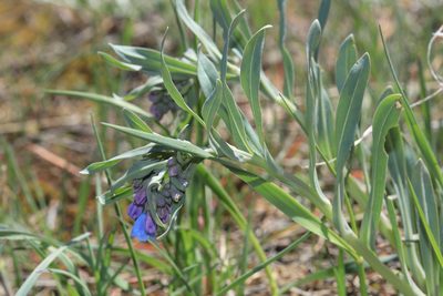 Mertensia lanceolata, photographed by Henry Mulligan