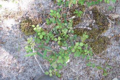 Desmodium marilandicum, photographed by Bonnie Semmling