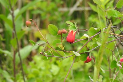Clematis texensis, photographed by Ben Meredyk
