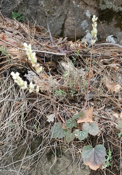 Heuchera glomerulata, photographed by Laura Gaudette