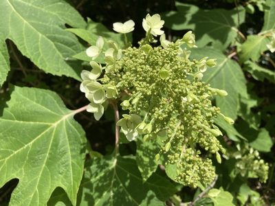 Hydrangea quercifolia, photographed by Heather DeGaetano
