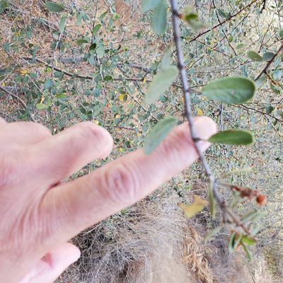 Ceanothus megacarpus, photographed by Dan Horowitz