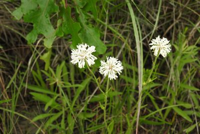 Marshallia caespitosa, photographed by Ben Meredyk