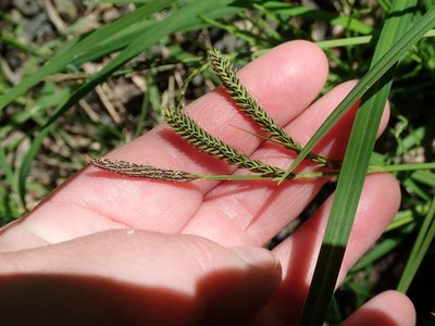 Carex torta, photographed by Lena Struwe