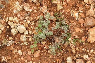 Diaperia prolifera, photographed by Ben Meredyk
