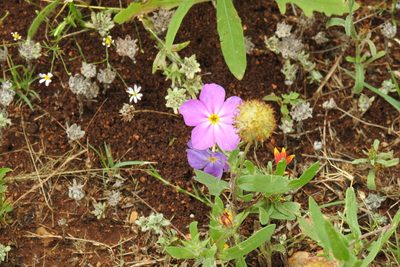 Phlox roemeriana, photographed by Ben Meredyk