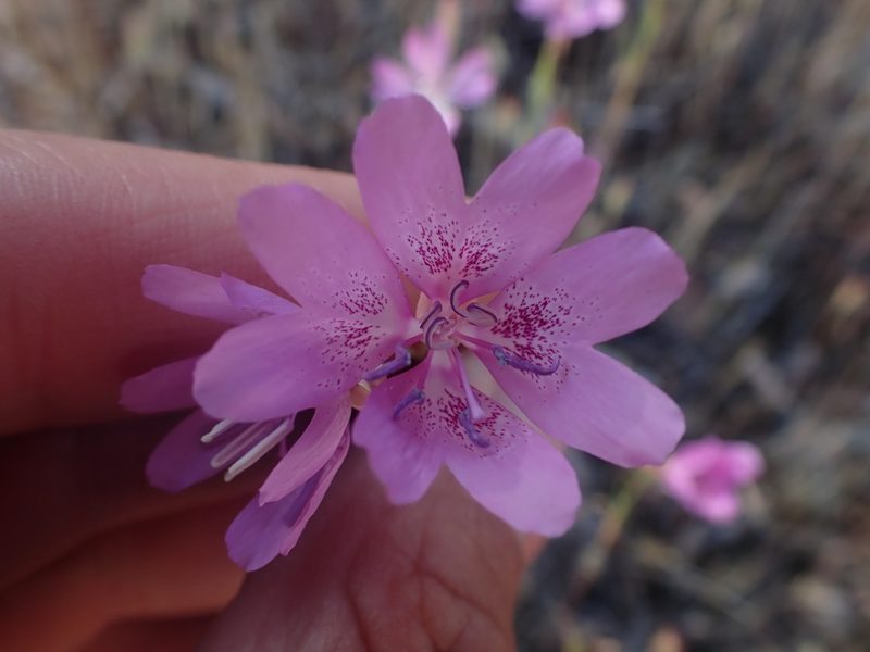 Clarkia biloba, photographed by Scott Yarger