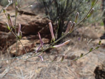 Chlorogalum grandiflorum, photographed by Scott Yarger