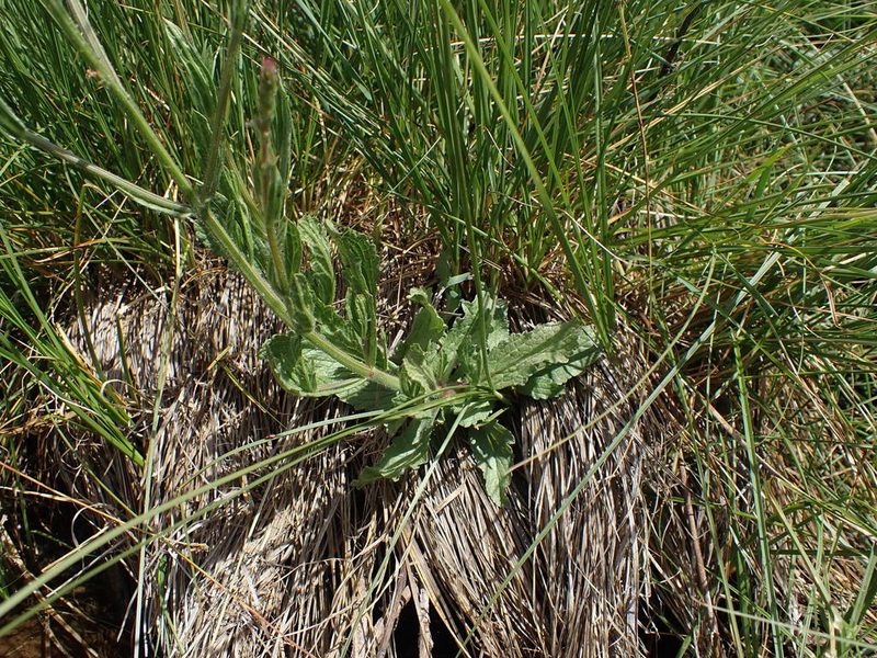 Verbena californica, photographed by Scott Yarger