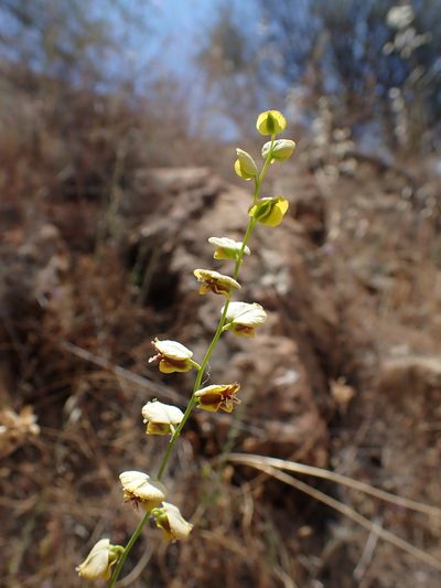 Streptanthus polygaloides, photographed by Scott Yarger
