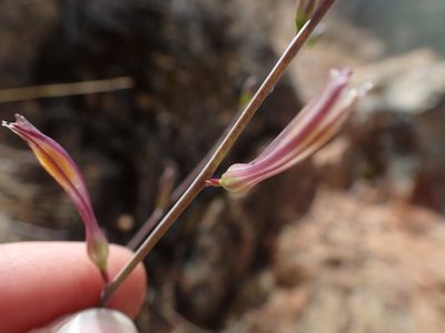 Chlorogalum grandiflorum, photographed by Scott Yarger
