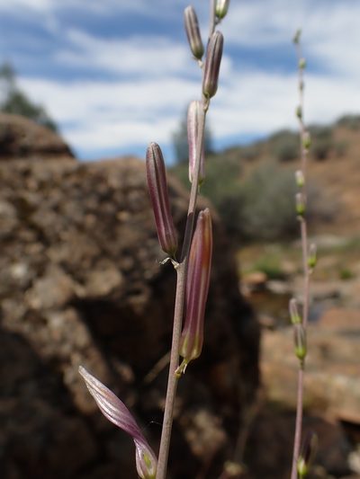 Chlorogalum grandiflorum, photographed by Scott Yarger