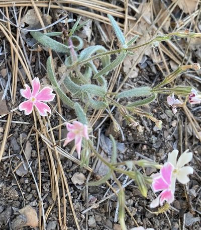 Phlox amabilis, photographed by Ethan Wright