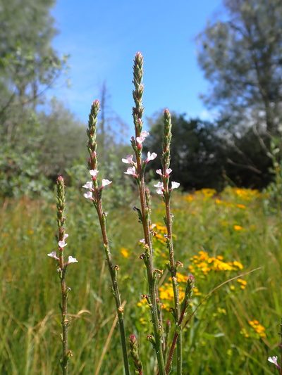 Verbena californica, photographed by Scott Yarger