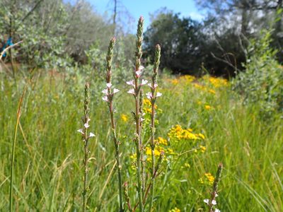 Verbena californica, photographed by Scott Yarger