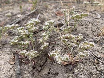 Chorizanthe diffusa, photographed by william_hoyer