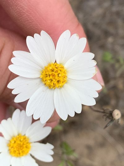 Layia erubescens, photographed by william_hoyer