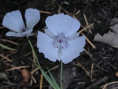 Calochortus umbellatus, photographed by LJ Moore-McClelland
