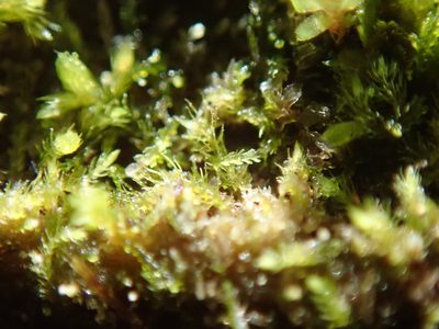 Blepharostoma trichophyllum, photographed by Randal