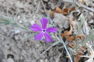 Phlox nana, photographed by Ben Meredyk
