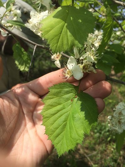 Crataegus coccinioides, photographed by Étienne Lacroix-Carignan