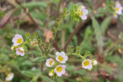 Phacelia brachyloba, photographed by Shawn O'Donnell