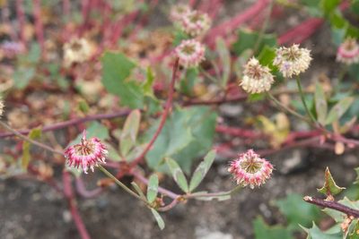 Trifolium ciliolatum, photographed by Shawn O'Donnell
