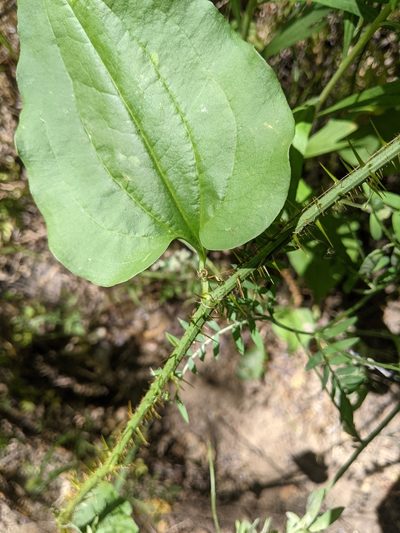 Smilax californica, photographed by Colin J Pryor