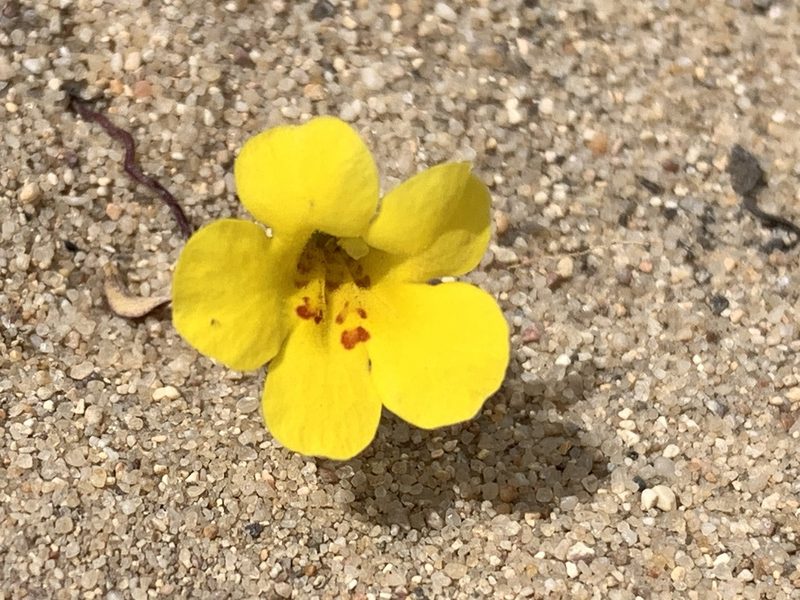 Diplacus vandenbergensis, photographed by william_hoyer